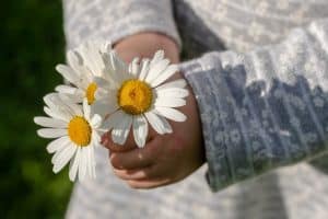 baby-daisies-3482335_1920-300x200.jpg